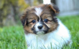 Papillon dogs for sale: Rome - Image 38