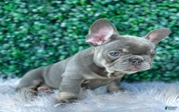 French Bulldog dogs for sale: Izzy - Image 8
