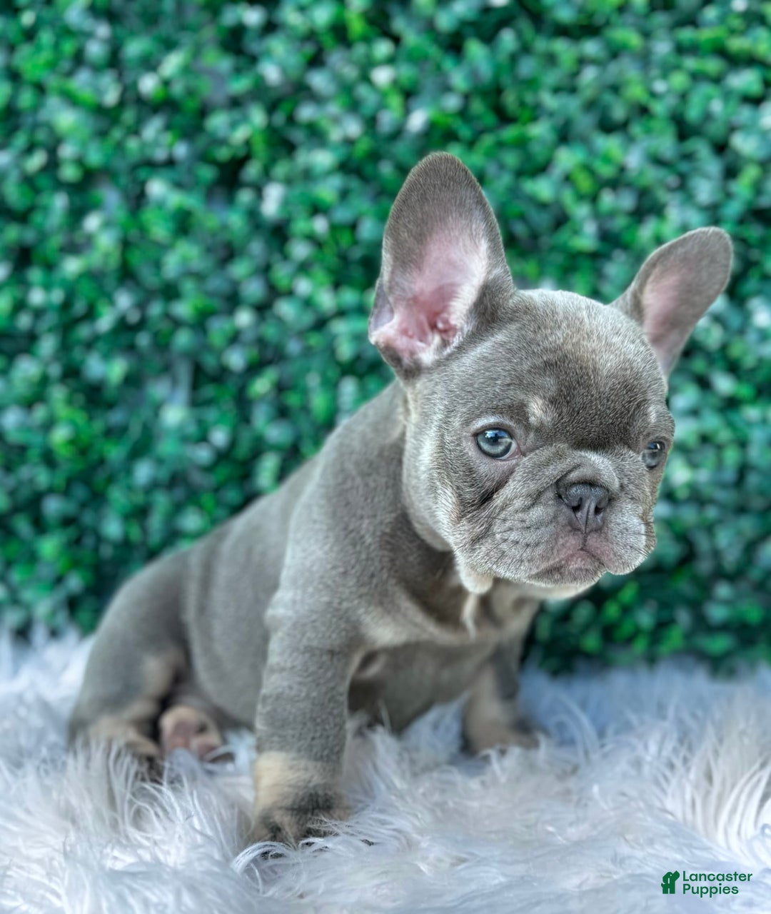 French Bulldog dogs for sale: Izzy - Image 8