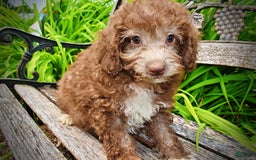 Havapoo dogs for sale: Toto - Image 21