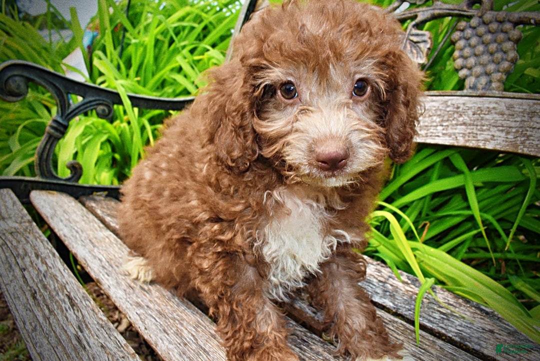 Havapoo dogs for sale: Toto - Image 21