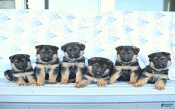 German Shepherd dogs for sale: Jet - Image 8