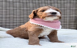 Goldendoodle dogs for sale: Charlotte - Image 4