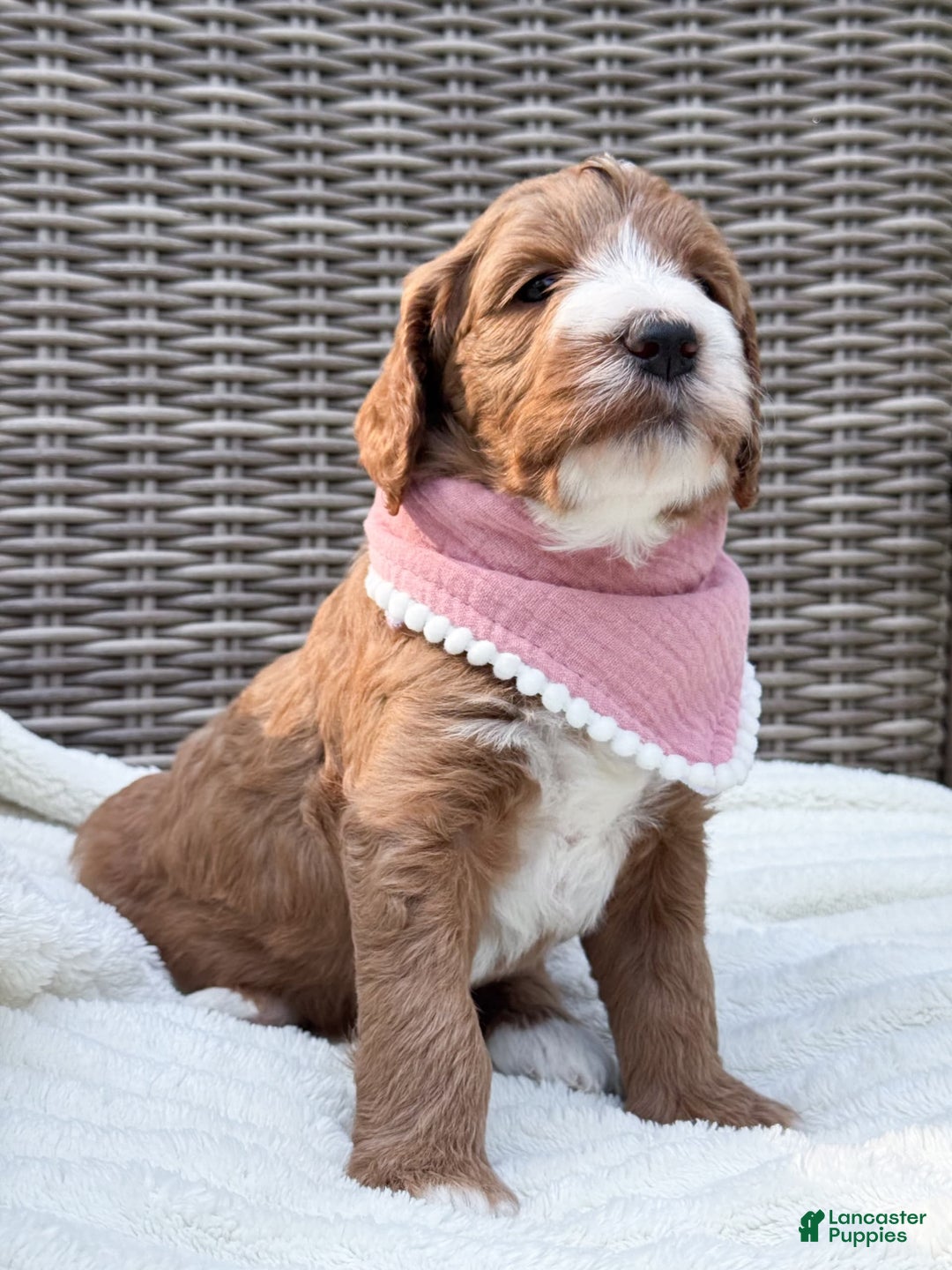 Goldendoodle dogs for sale: Charlotte - Image 4