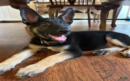 German Shepherd dogs for sale: Brave - Image 2