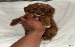 Toy Poodle dogs for sale: Choco - Image 8