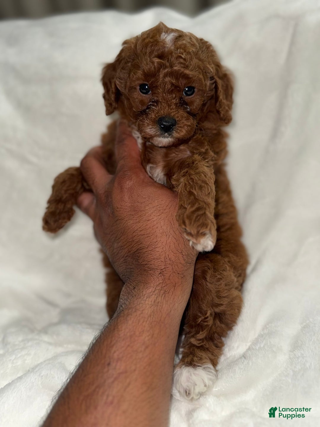 Toy Poodle dogs for sale: Choco - Image 8