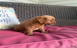 Cavapoo dogs for sale: Moose - Image 7