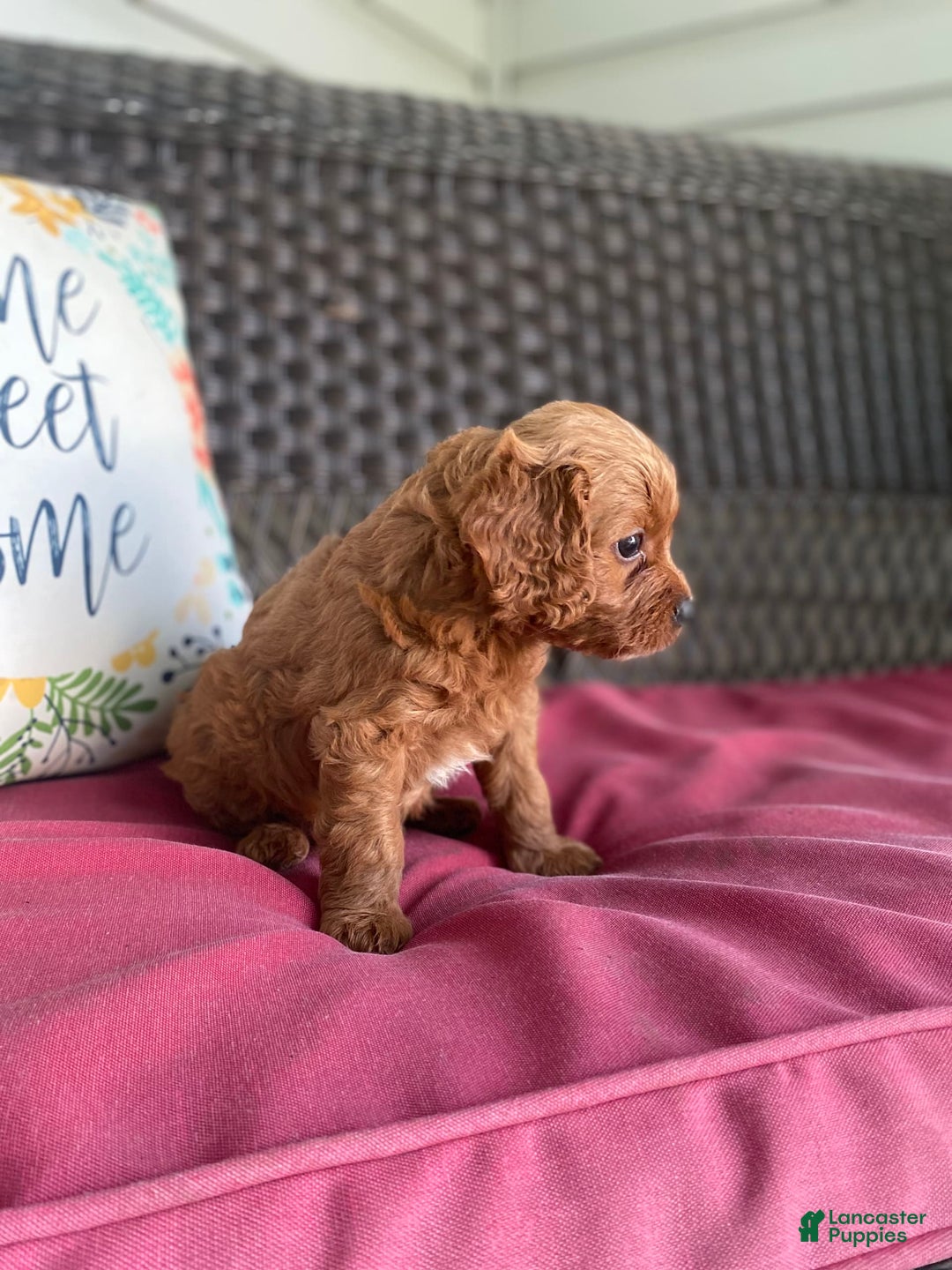 Cavapoo dogs for sale: Moose - Image 7