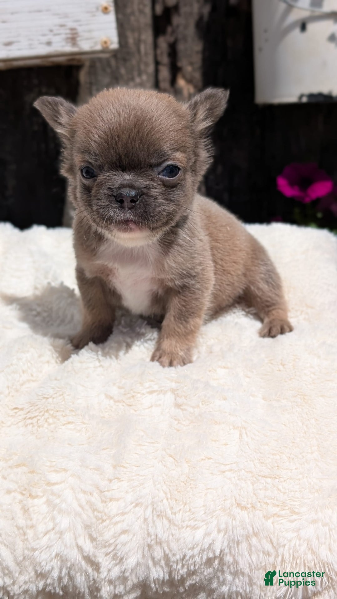 French Bulldog dogs for sale: Talia - Image 12