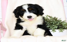 Mini Bernedoodle dogs for sale: Blake - Image 6