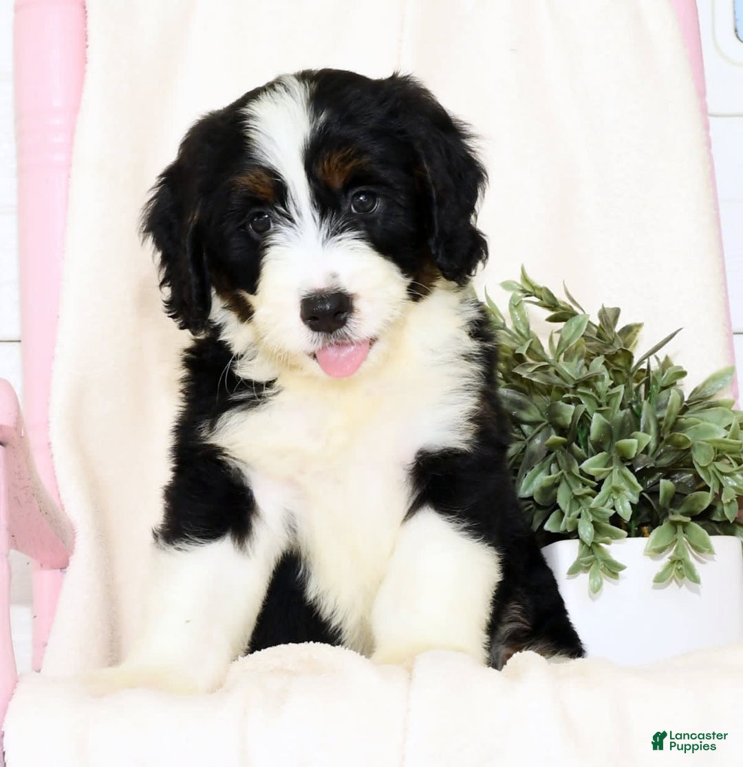 Mini Bernedoodle dogs for sale: Blake - Image 6