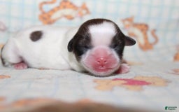 Shih Tzu dogs for sale: Anya Boy 4 - Image 7