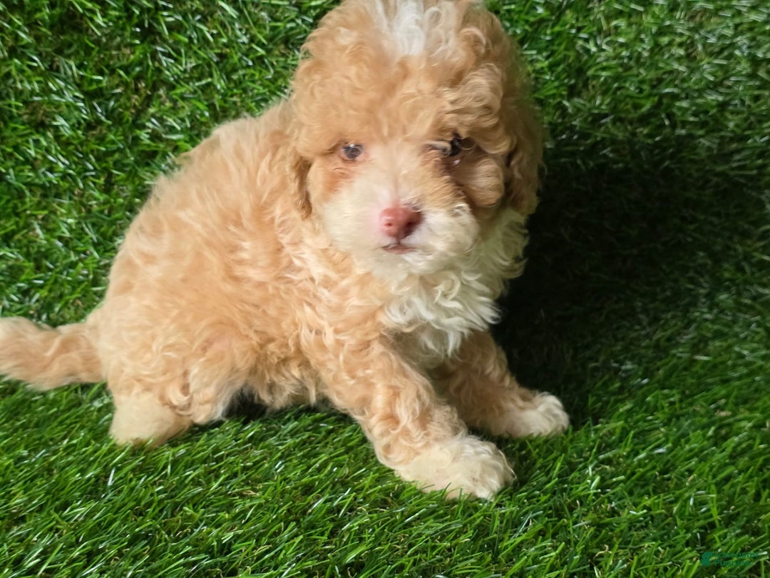Miniature Poodle dogs for sale: Peanut - Image 2