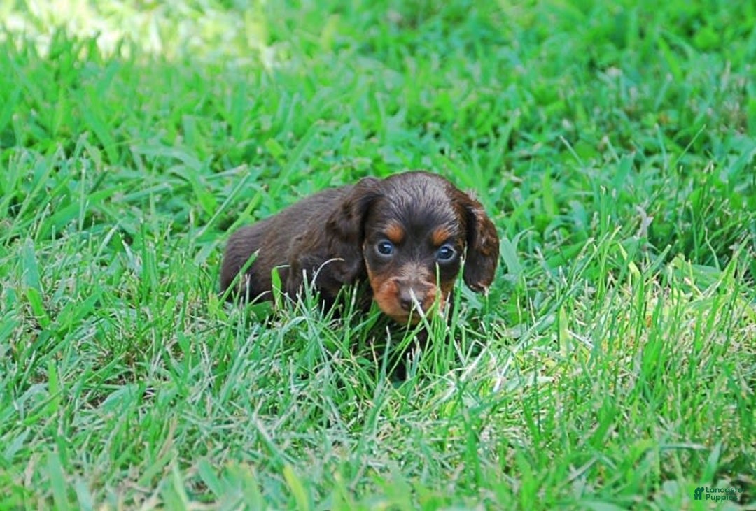 Dachshund dogs for sale: Akc Dixie - Image 1