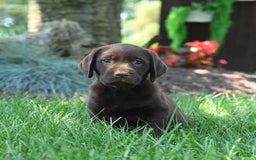 Labrador Retriever dogs for sale: Whisper - Image 10