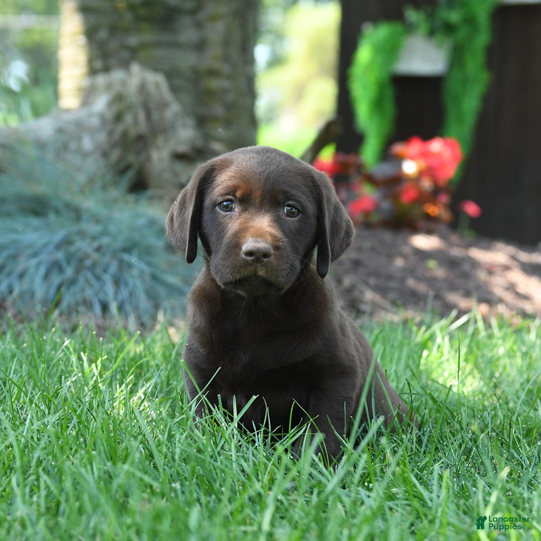Labrador Retriever dogs for sale: Whisper - Image 10