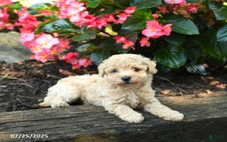 Bichpoo dogs for sale: Alyssa - Image 5