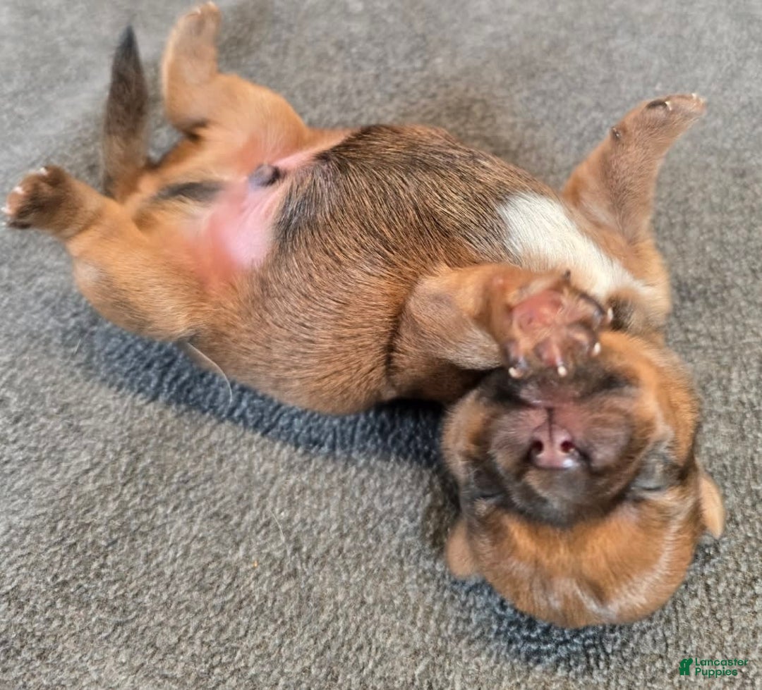 Shorkie dogs for sale: Parker - Image 1