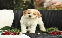 Cockapoo dogs for sale: Justin - Image 2