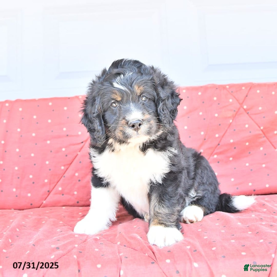 Miniature Bernese Mountain Dog dogs for sale: Mason - Image 6