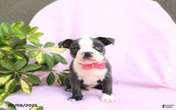 Boston Terrier dogs for sale: Boston Terrier 4 puppies - Image 13
