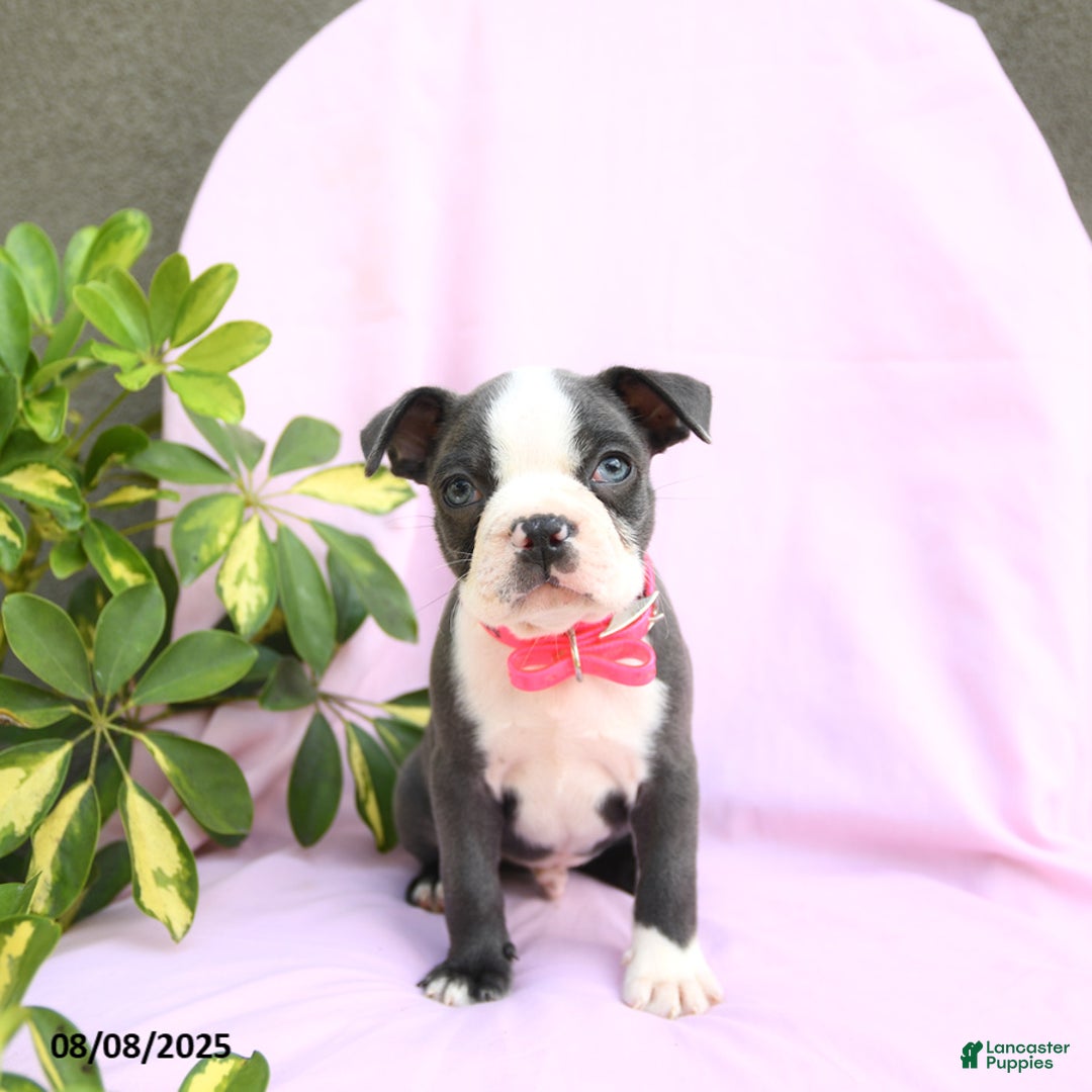 Boston Terrier dogs for sale: Boston Terrier 4 puppies - Image 13