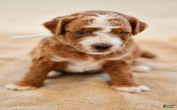 Goldendoodle dogs for sale: Rocky - Image 1