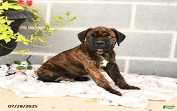 Cane Corso dogs for sale: Inky - Image 2