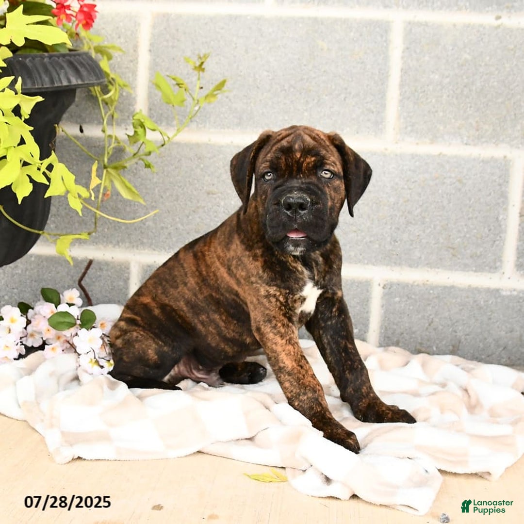 Cane Corso dogs for sale: Inky - Image 2