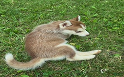 Siberian Husky dogs for sale: Lily - Image 5