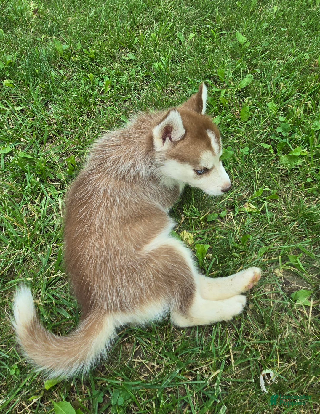 Siberian Husky dogs for sale: Lily - Image 5