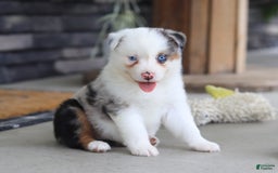 Australian Shepherd dogs for sale: Zella - Image 8