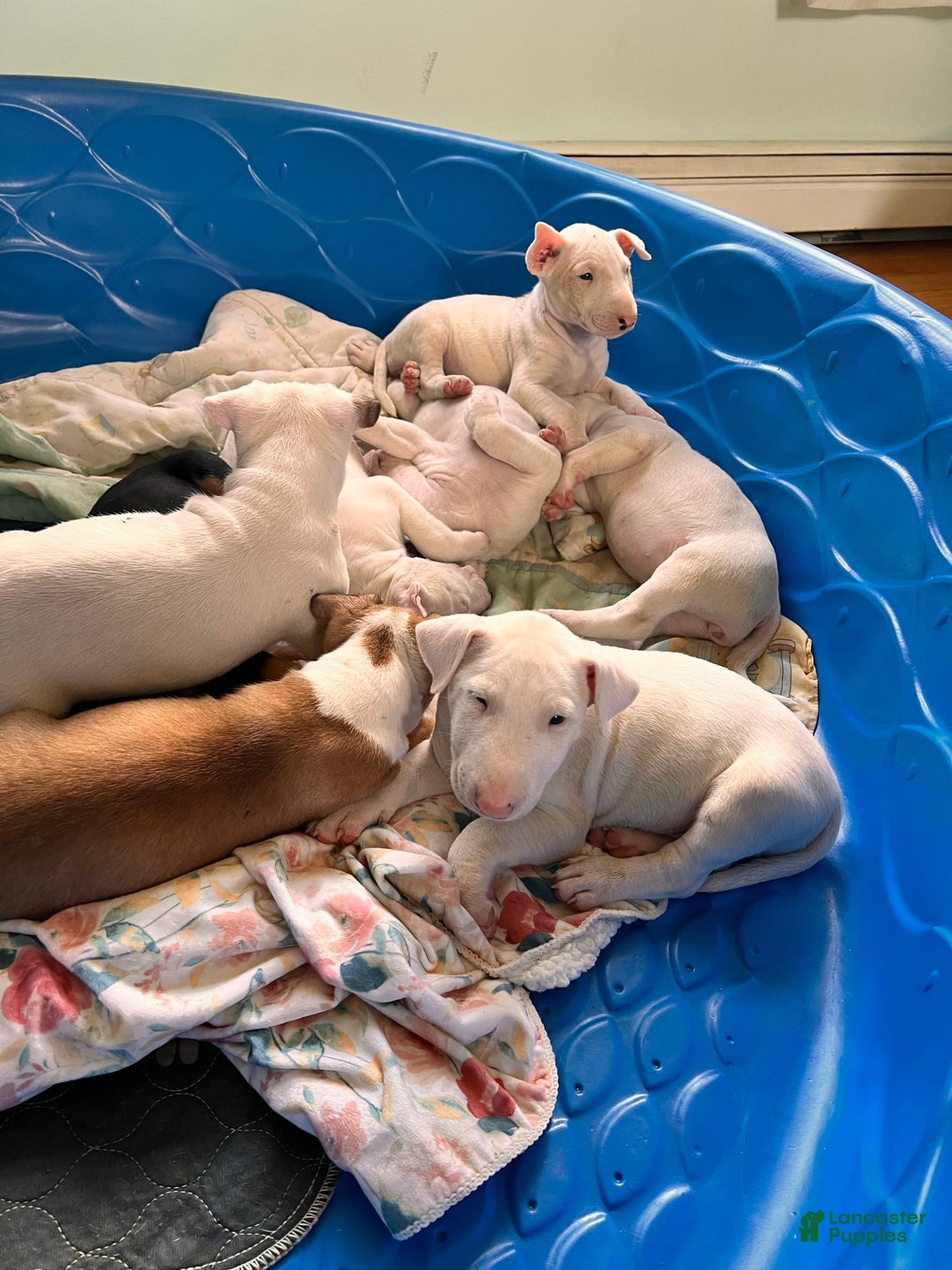 Bull Terrier dogs for sale: Fatso - Image 7
