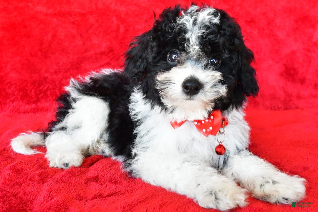Shihpoo dogs for sale: Tommy - Image 2