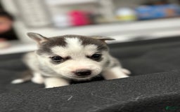 Siberian Husky dogs for sale: Blue - Image 1