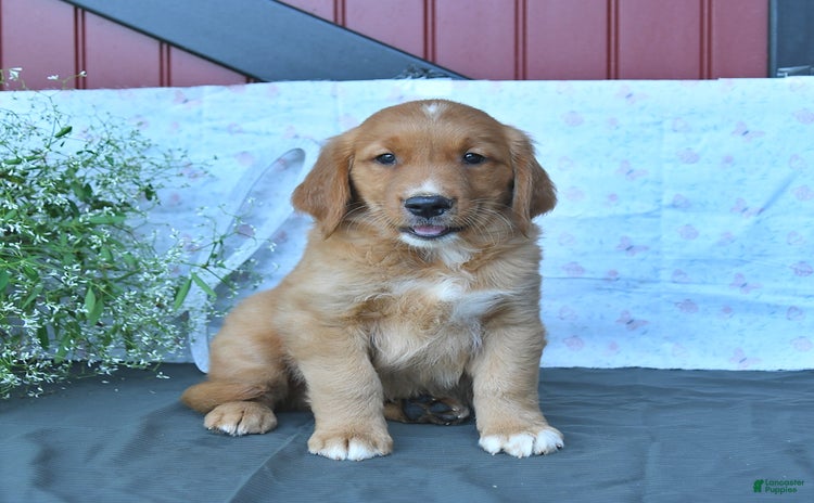 Golden Retriever dogs - Advert 7