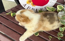 Welsh Corgi Pembroke dogs for sale: Fido - Image 5