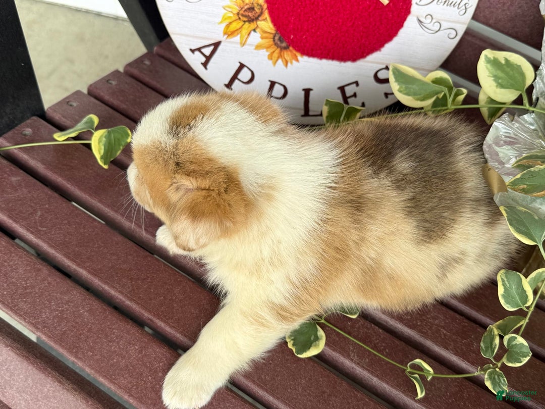 Welsh Corgi Pembroke dogs for sale: Fido - Image 5