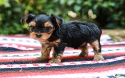 Yorkshire Terrier dogs for sale: Olivia Teacup - Image 8