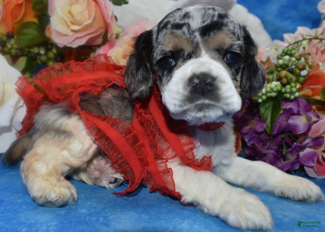 Cocker Spaniel dogs for sale: Tuckerbluetanpartimerlespeckleblueeyecockerpup - Image 1