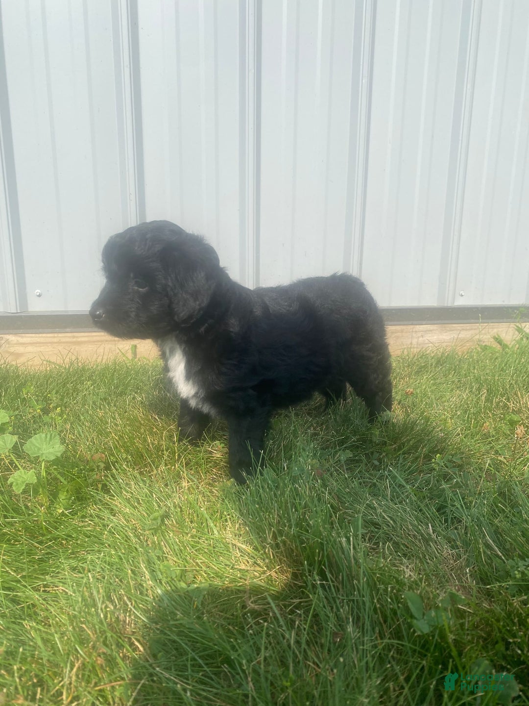 Mini Aussiedoodle dogs for sale: Honey - Image 2