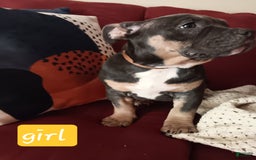 American Bully dogs for sale: Orange Col - Image 3