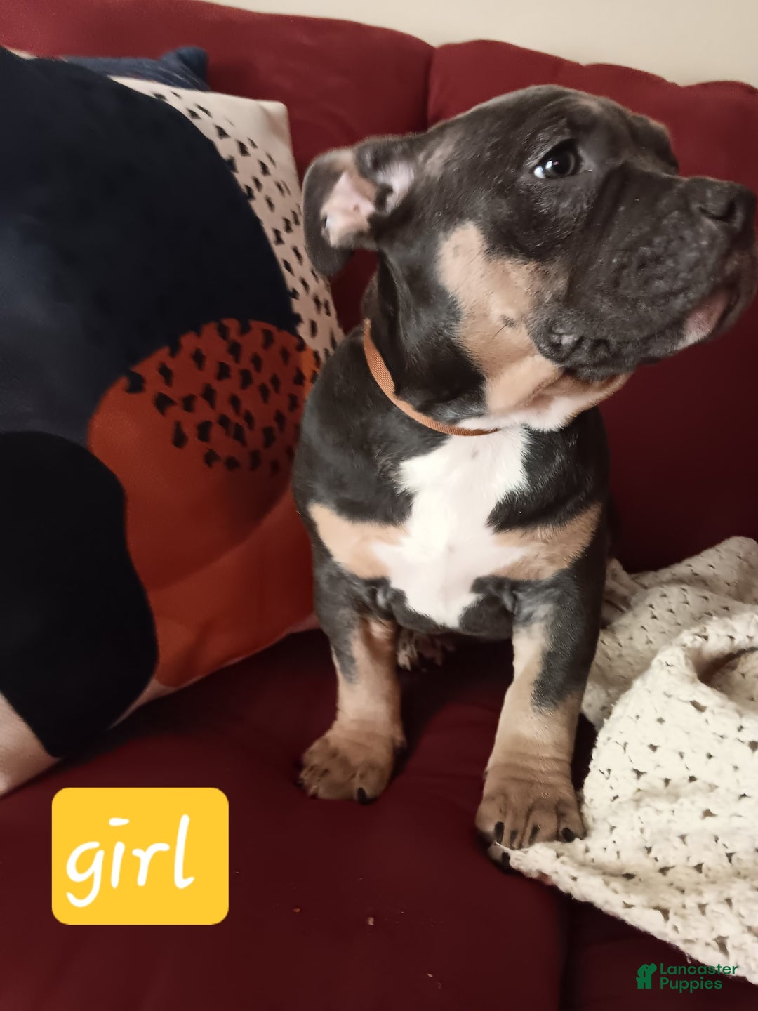American Bully dogs for sale: Orange Col - Image 3