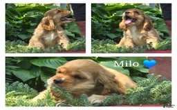 Cocker Spaniel dogs for sale: Milo - Image 2