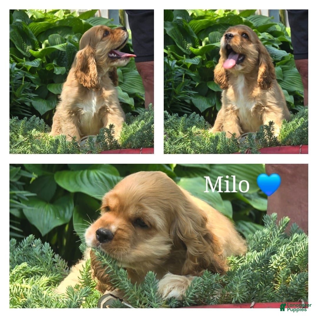 Cocker Spaniel dogs for sale: Milo - Image 2