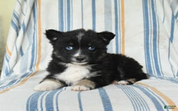 Pomsky dogs for sale: Hudson - Image 1