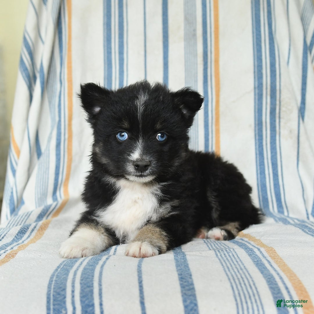 Pomsky dogs for sale: Hudson - Image 1
