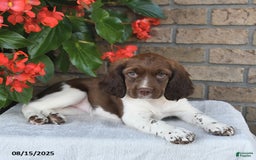 English Springer Spaniel dogs for sale: Charlotte - Image 4