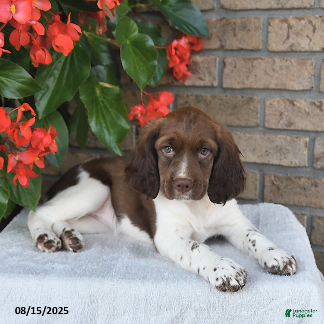 English Springer Spaniel dogs for sale: Charlotte - Image 4